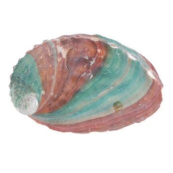 2 buc 6-7cm de coajă scoică Abalone naturale scoica manual DIY materiale de recuzită fotografie